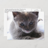 Carte Postale Dilute Tortoiseshell Kitten (Devant / Derrière)