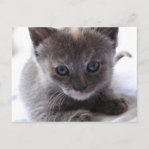 Carte Postale Dilute Tortoiseshell Kitten