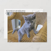 Carte Postale Dilute Tortoiseshell Kitten (Devant / Derrière)