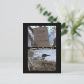 Carte postale d'imbrication commune de plongeon (Debout devant)