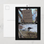 Carte postale d'imbrication commune de plongeon (Devant / Derrière)