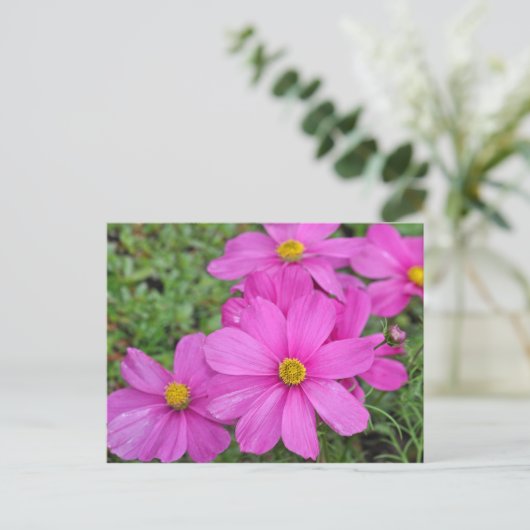 Carte postale d'impression de fleur cosmos rose (Debout devant)