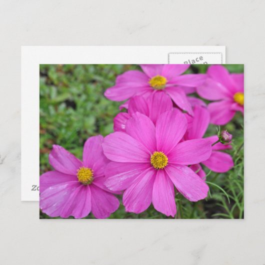 Carte postale d'impression de fleur cosmos rose (Devant / Derrière)