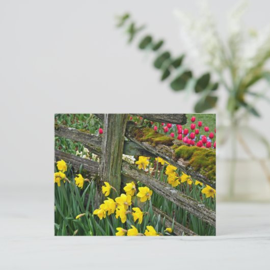 Carte postale d'impression jonquille de printemps (Debout devant)