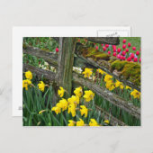 Carte postale d'impression jonquille de printemps (Devant / Derrière)