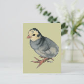 Carte Postale Dinde Poult Blue Slate (Debout devant)