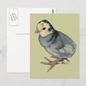 Carte Postale Dinde Poult Blue Slate (Devant / Derrière)