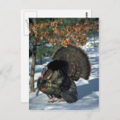 Carte Postale dinde sauvage de l'Est, grand gobbler en pleine st (Devant / Derrière)