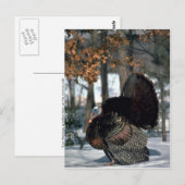 Carte Postale dinde sauvage de l'Est, gros cordonnier se déplaça (Devant / Derrière)