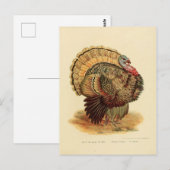Carte Postale Dindon d'illustration (Devant / Derrière)