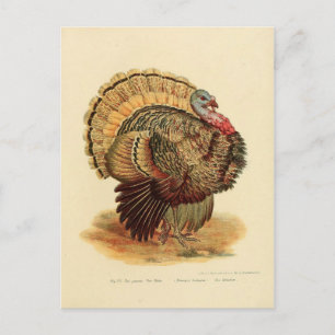 Carte Postale Dindon d'illustration