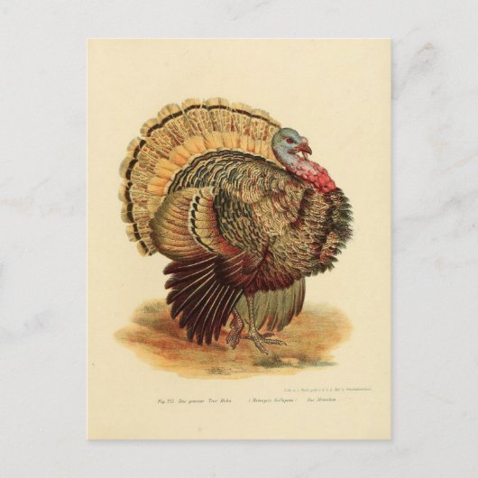 Carte Postale Dindon d'illustration (Devant)