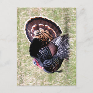 Carte Postale Dindon sauvage