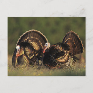 Carte Postale Dindon sauvage, Meleagris gallopavo,mâles