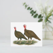 Carte Postale Dindons : Chocolat (Debout devant)