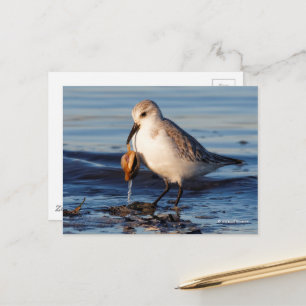 Carte Postale Dîners de Sanderling mignon sur la palourde à la p
