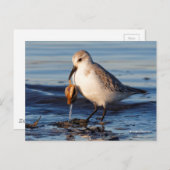 Carte Postale Dîners de Sanderling mignon sur la palourde à la p (Devant / Derrière)