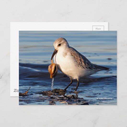 Carte Postale Dîners de Sanderling mignon sur la palourde à la p (Devant / Derrière)