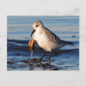 Carte Postale Dîners de Sanderling mignon sur la palourde à la p (Devant)