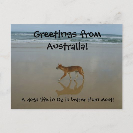 Carte postale Dingo (Devant)