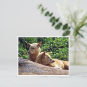 Carte Postale dingo (Debout devant)