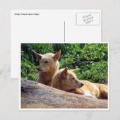 Carte Postale dingo (Devant / Derrière)