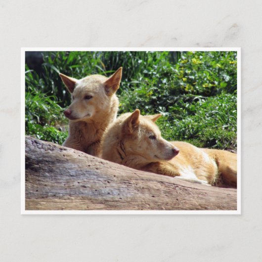 Carte Postale dingo (Devant)