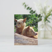 Carte Postale dingo australie (Debout devant)