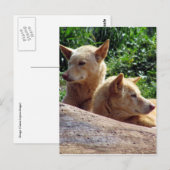 Carte Postale dingo australie (Devant / Derrière)