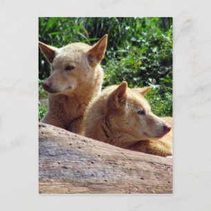 Carte Postale dingo australie