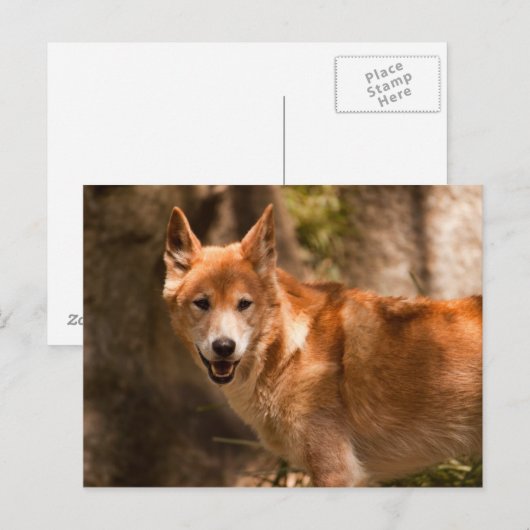 Carte postale Dingo australienne (Devant / Derrière)