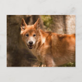 Carte postale Dingo australienne (Devant)