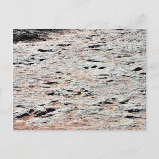 Carte Postale Dinosaure (Devant)