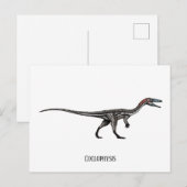 Carte Postale dinosaure de coélophyse (Devant / Derrière)