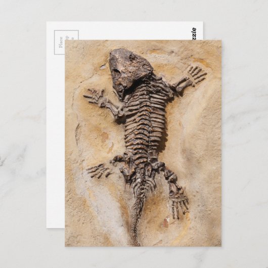 Carte Postale Dinosaure Fossil (Devant / Derrière)