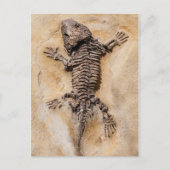 Carte Postale Dinosaure Fossil (Devant)