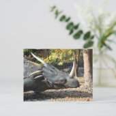 carte postale _ dinosaure _ triceratops (Debout devant)