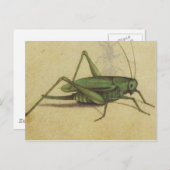 Carte postale d'insectes de cricket vintage (Devant / Derrière)