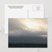 carte postale diomede 11 (Devant / Derrière)