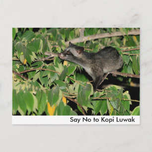 Carte postale Dire Non au Kopi Luwak