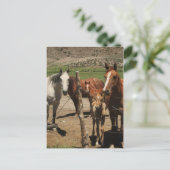 Carte Postale Dis Fromage ! :) (Debout devant)