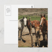 Carte Postale Dis Fromage ! :) (Devant / Derrière)