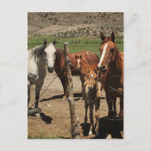 Carte Postale Dis Fromage ! :) (Devant)