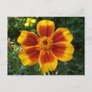 Carte Postale Disco Marigold Orange et Rouge Fleur d'été
