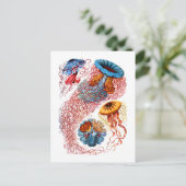 Carte Postale Discomedusae (Debout devant)