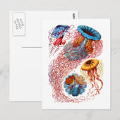 Carte Postale Discomedusae (Devant / Derrière)