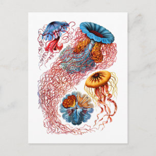 Carte Postale Discomedusae