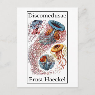 Carte Postale Discomedusae par Ernst Haeckel
