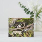 Carte Postale Discovery Park Ducks (Debout devant)