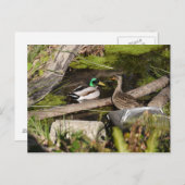 Carte Postale Discovery Park Ducks (Devant / Derrière)